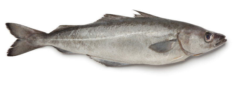 CHAP. Pollock Whole. EACH priced by Kg