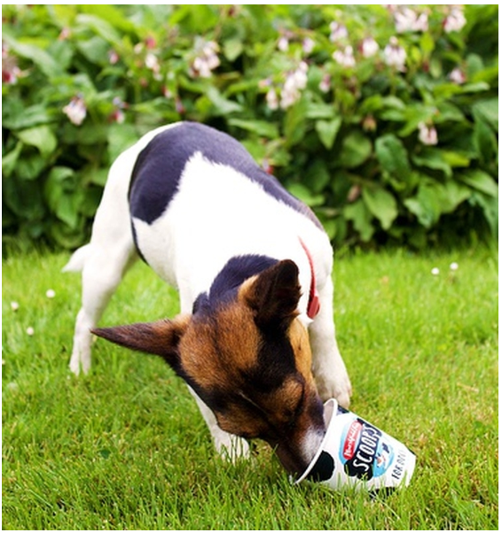 319112 SAV. Frozen Scoops Ice Cream for Dogs 125ml (24 Pack)