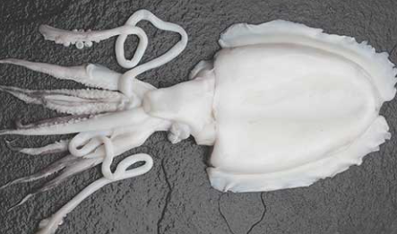 STICK. Cuttlefish, Cleaned, Ungraded