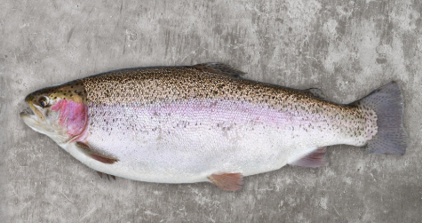 CHAP. Whole Chalk Trout priced in kilos