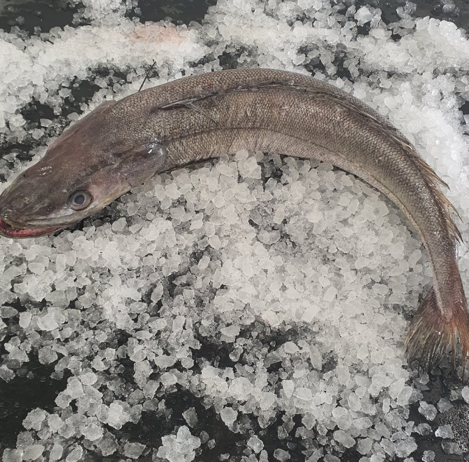 STICK. Hake Whole Scaled,Gilled & Gutted 3-4Kg