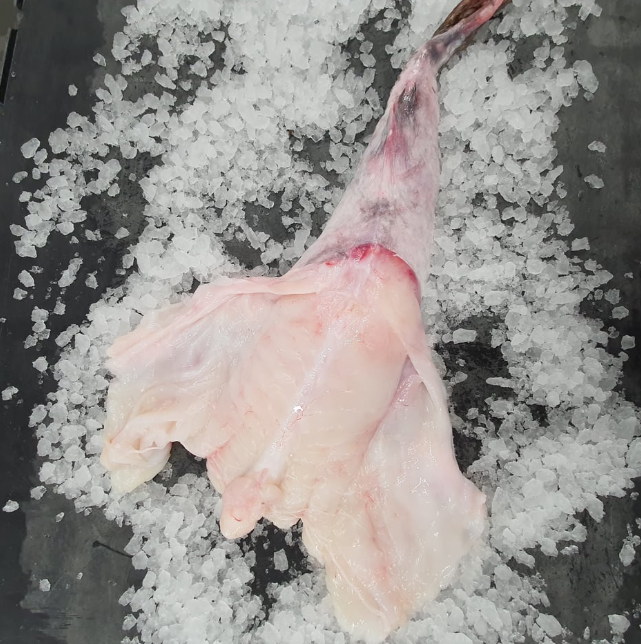 STICK. Monkfish Tails Skin On & Bone in 2-4Kg each. Price by Kg