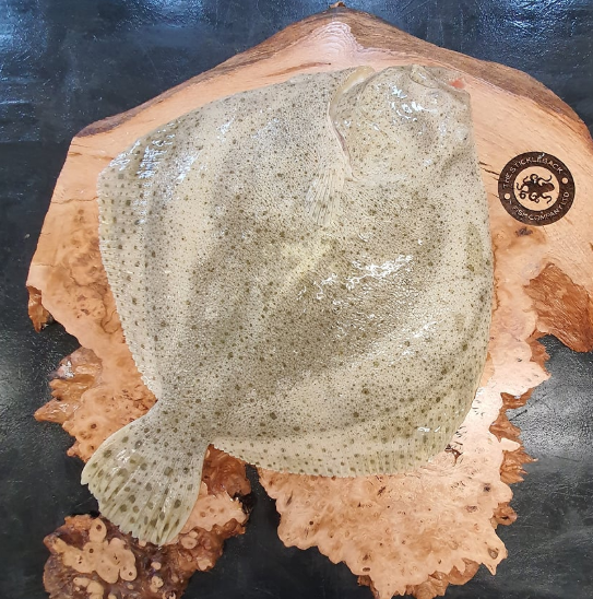 STICK. Turbot Farmed No Preparation Whole 2-3kg