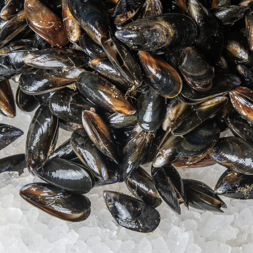 STICK. Mussels Shetland Live 2kg