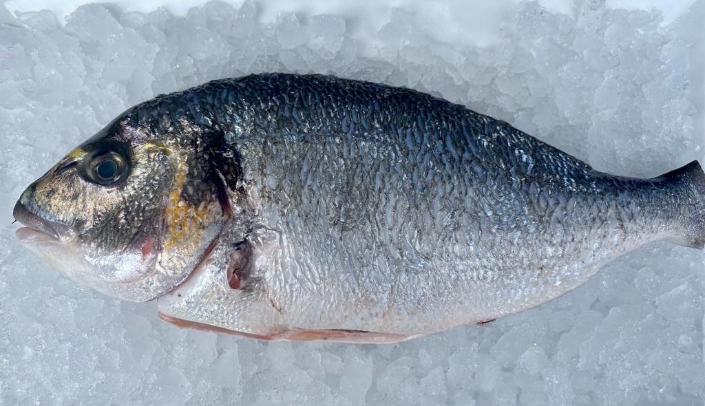 STICK. Whole Bream Scaled & Gutted.600-800g