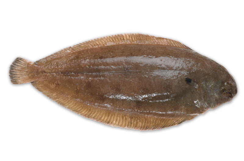 CHAP. Dover Sole Dark Side Skinned Whole 650g + priced in kg