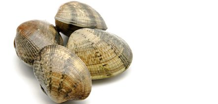 CHAP. Clams Palourdes Live 1kg
