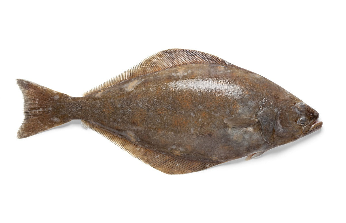 085 STICK. Halibut Head On Farmed priced by Kg. Each