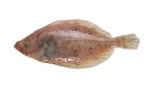 1355 STICK. Megrim Sole 1-2Kg