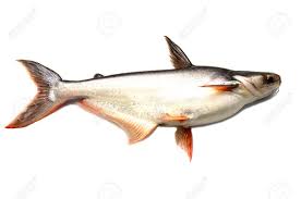 STICK. Pangasisus Fillets Skinned & Pin Boned 170-220g Frozen 4.54kg