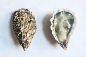 STICK. Oysters Whitstable. each