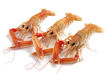 338 STICK. Langoustines Live Large 10-15 4Kg