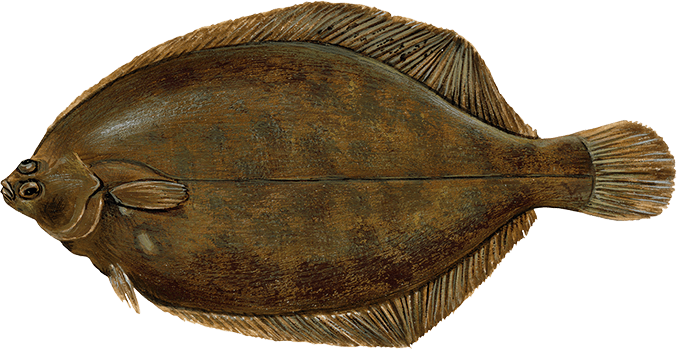 111 STICK. Lemon Sole 350-450g Each. Priced in Kilos