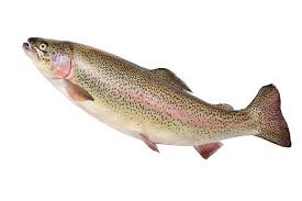 225 STICK. Trout Rainbow Whole 300-400g each. Priced in Kilos