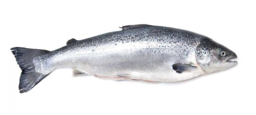 STICK. Salmon Farmed Superior Scaled Gilled & Gutted Whole 5-6kg