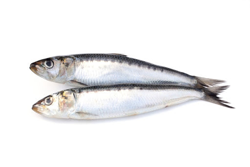 2010 STICK. Sardine Fresh MSC Kg
