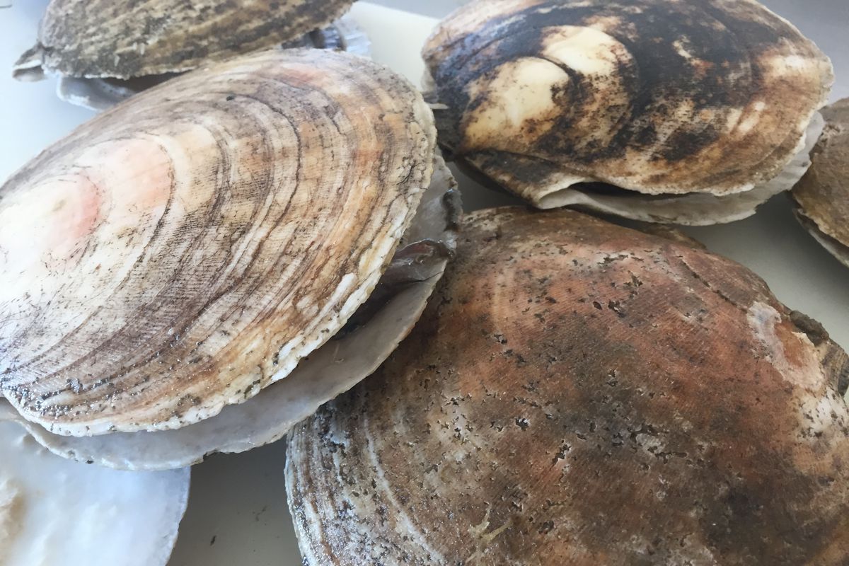 CHAP. Scallops King in Shell Diver XL each