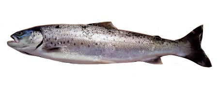2055 STICK. Sea Reared Trout 1kg+ each. priced by kg