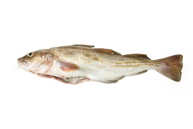 0181 STICK. Cod Whole - Head on. Each. Priced by kg.