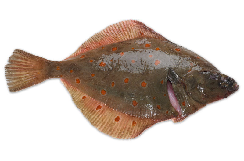 CHAP. Plaice Whole 400-600g each. Priced by kilo