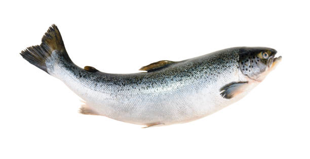 197 STICK. Salmon Whole Blue Chip each. priced by Kg
