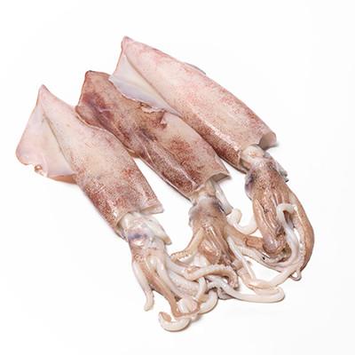 212 STICK. Squid Whole Medium 300-500g each. priced by Kg