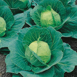 NAT. Cabbage Primo  x8 Each
