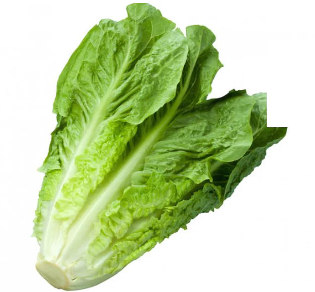 Elite. Romaine Lettuce