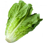 Elite. Romaine Lettuce