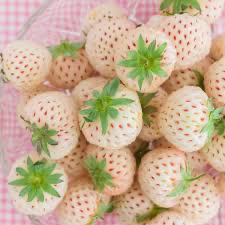 Berry. Strawberry White x12 punnet