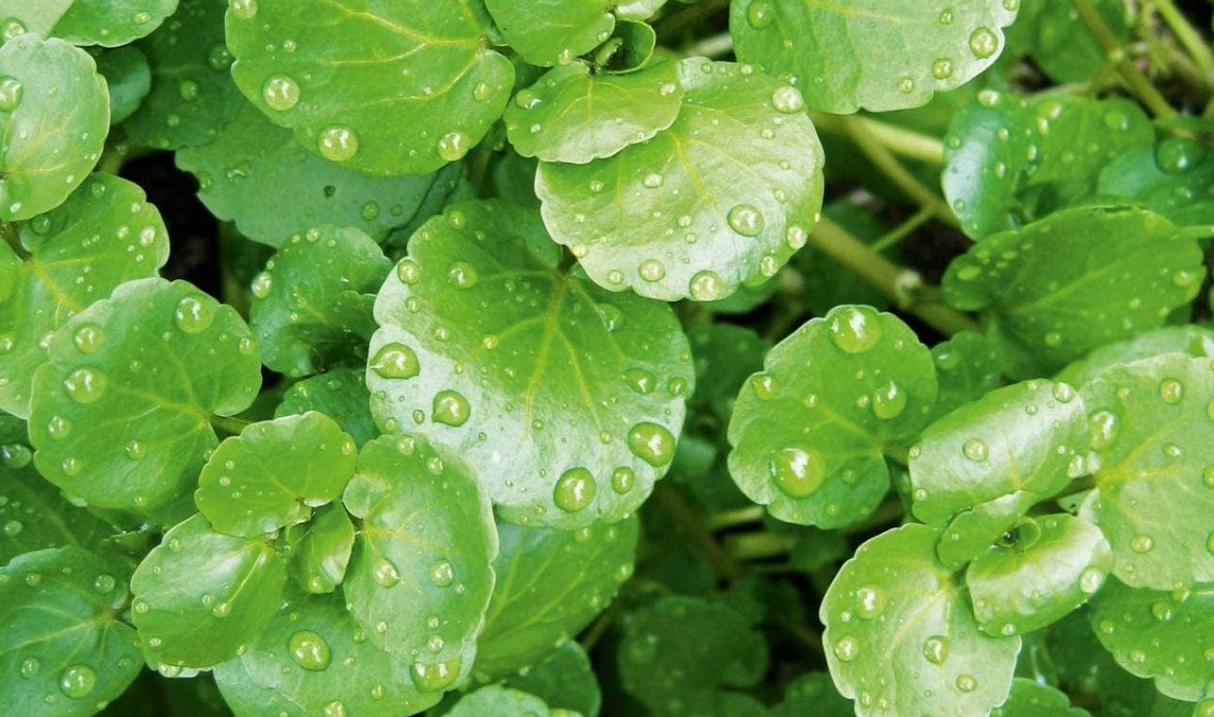 SUP. Water Cress Baby