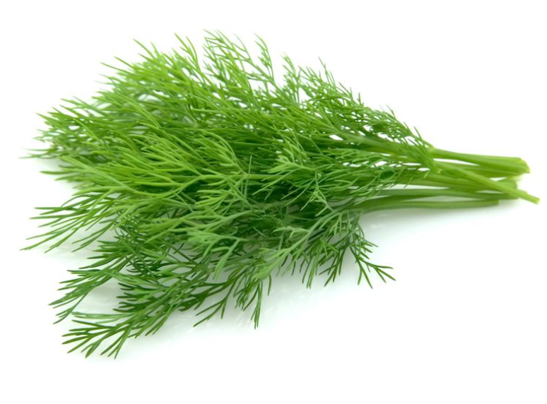 SUP. Dill 100g bunch
