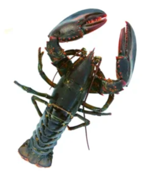 CHAP.  Lobster Chix  Kg