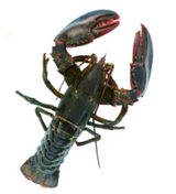 CHAP.  Lobster Chix  Kg