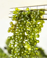 Sea Grapes Umibodo Seaweed 100g