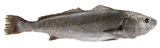 STICK. Stone Bass Supremes 160g EACH