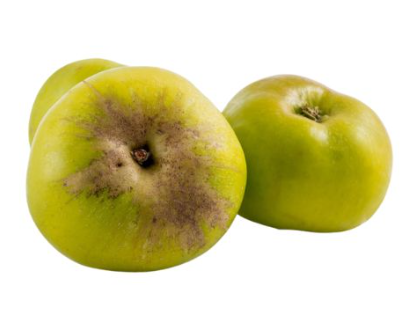 438809 SAV. Apple Bramley Cooking Bulk 13kg