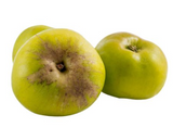 438809 SAV. Apple Bramley Cooking Bulk 13kg