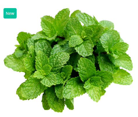 484554 SAV. Chilled Mint 100g