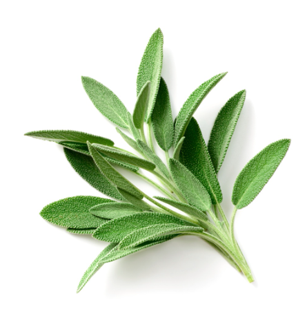453858 SAV. Chilled Sage 100g