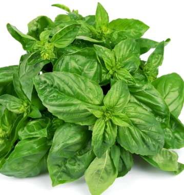 487605 SAV. Chilled Basil 100g