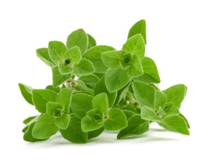 444219 SAV. Chilled Marjoram 100g