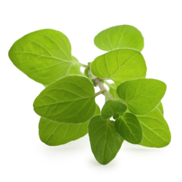 471835 SAV. Chilled Oregano 100g