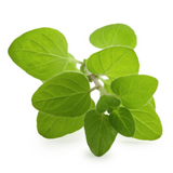 471835 SAV. Chilled Oregano 100g