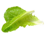 462666 SAV. Chilled Single Cabbage Leaf Cabbage Lettuce