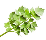 462075 SAV. Chilled Lovage 100g
