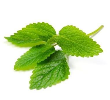 425431 SAV. Chilled Lemon Balm 100g