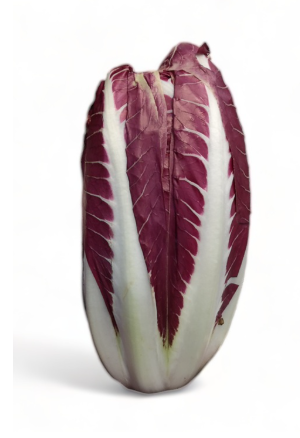 484217 SAV. Chilled Single Trevisano Radicchio Lettuce