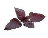 422043 SAV. Chilled Red Basil 100g