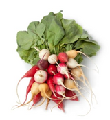 460096 SAV. Chilled Rainbow Radishes Bunch
